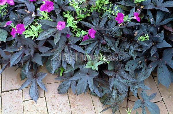 Ipomoea batatus 'Blackie'