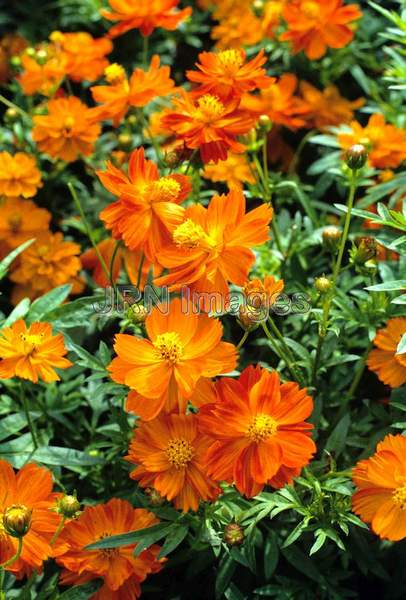 Cosmos sulphureus 'Diablo'