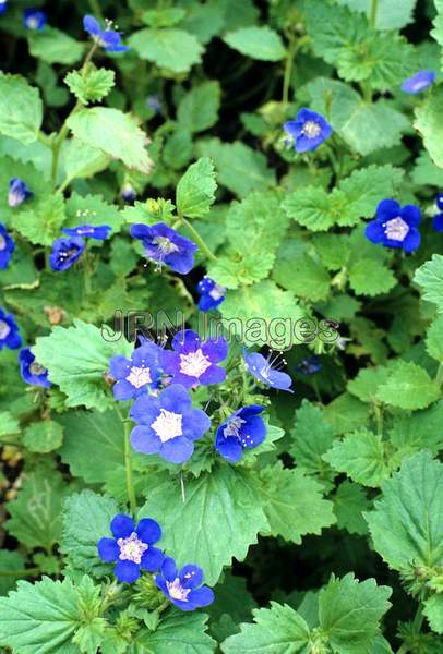 Nemophila menziesii