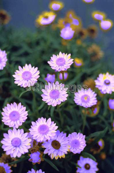 Helichrysum subulifolium 'Golden Sun'