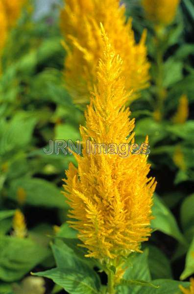 Celosia cristata 'Century Gold'