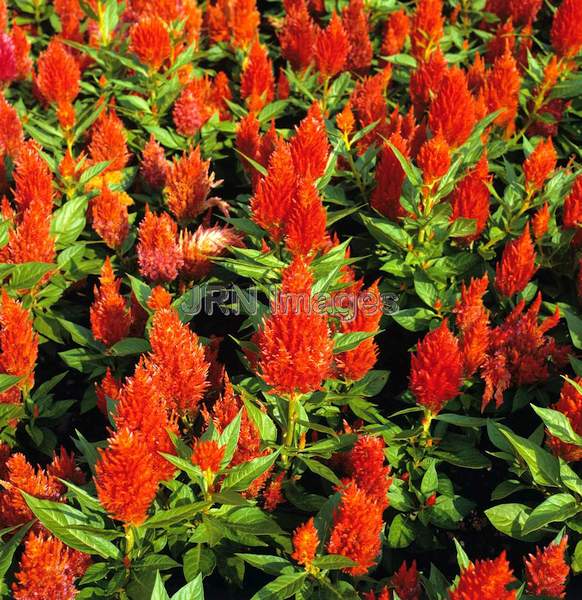 Celosia cristata 'Apricot Brandy'