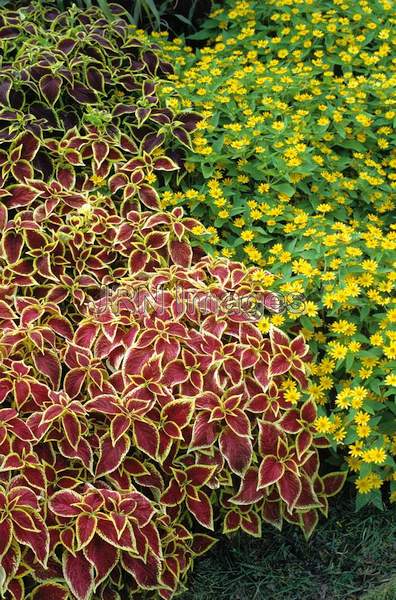 Coleus blumei 'Scarlet Wizard'