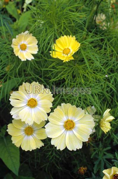 Cosmos bipinnatus 'Lemon'