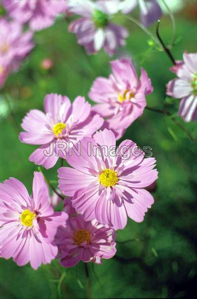 Cosmos bipinnatus 'Nearly Double'