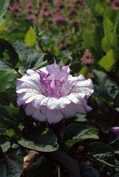 Datura 'Double Purple'