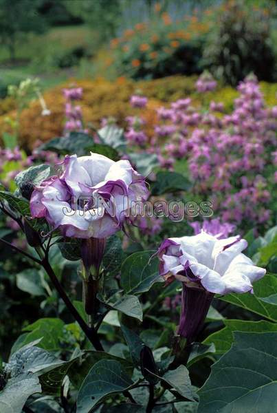 Datura 'Double Purple'