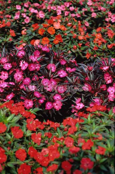 Impatiens 'Paradise'