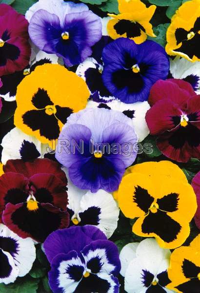 Pansy