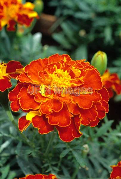 Tagetes patula