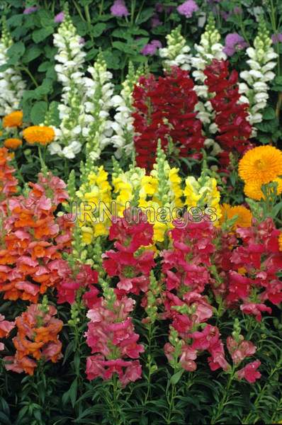 Antirrhinum majus