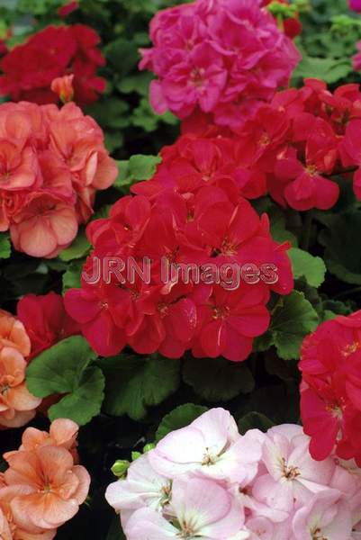 Pelargonium hortorum