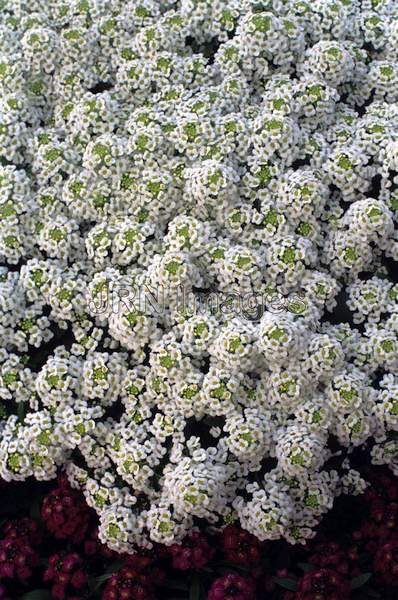 Lobularia maritima