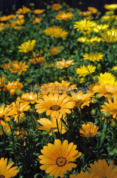 Dimorphotheca sinuata 'New Shades'