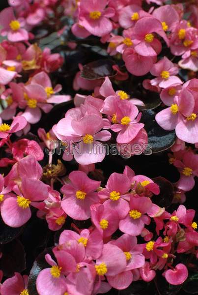 Begonia x semperflorens