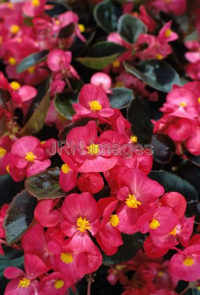 Begonia x semperflorens