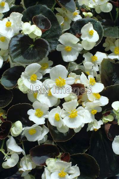 Begonia x semperflorens