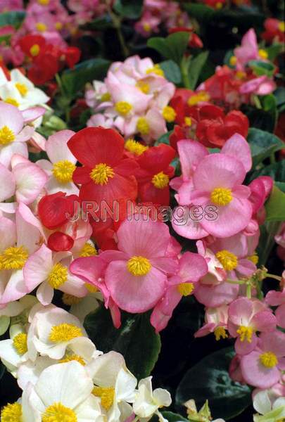 Begonia x semperflorens