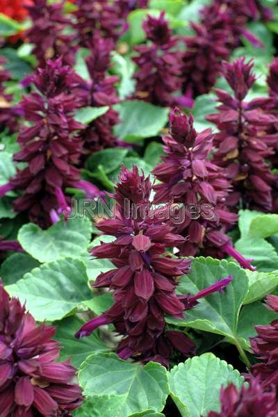 Salvia splendens