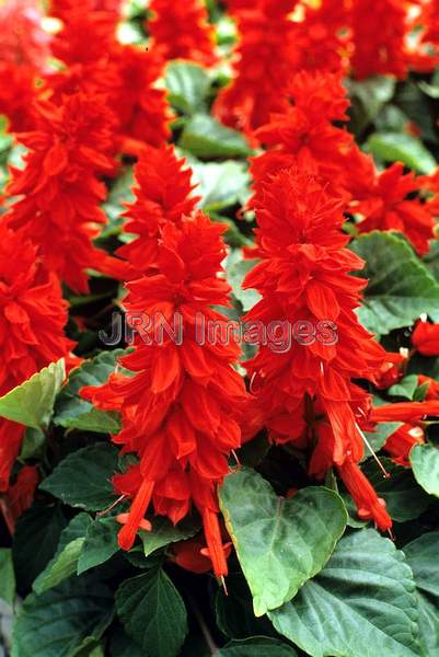 Salvia splendens