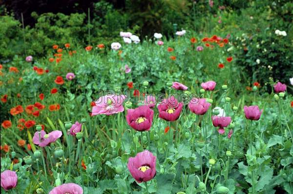 Papaver somniferum