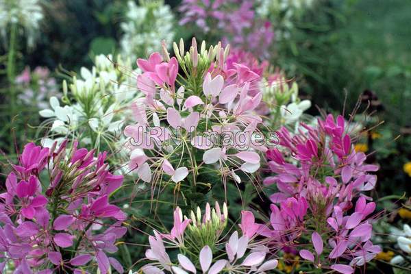 Cleome hasslerana