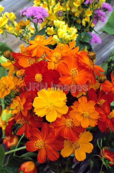 Cosmos sulphureus 'Bright Lights'