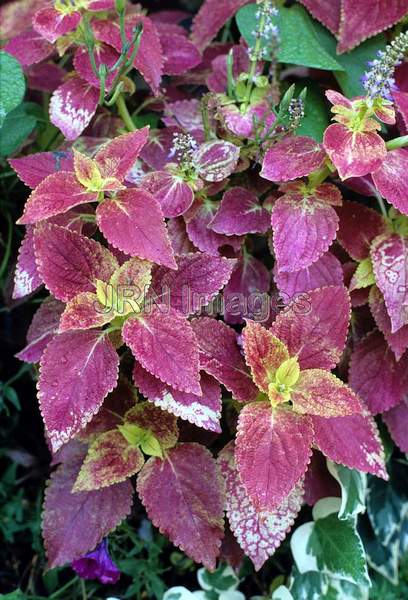 Solenostemon scutellariodes