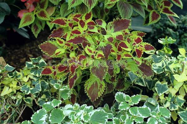 Coleus blumei