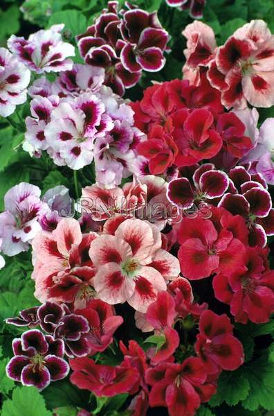 Pelargonium x domesticum