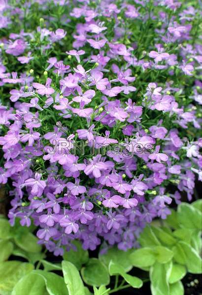 Lobelia erinus 'Crystal Palace'