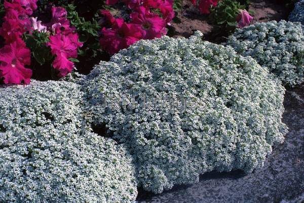 Lobularia maritima 'Carpet of Snow'