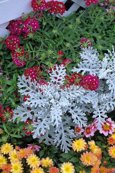 Senecio maritima