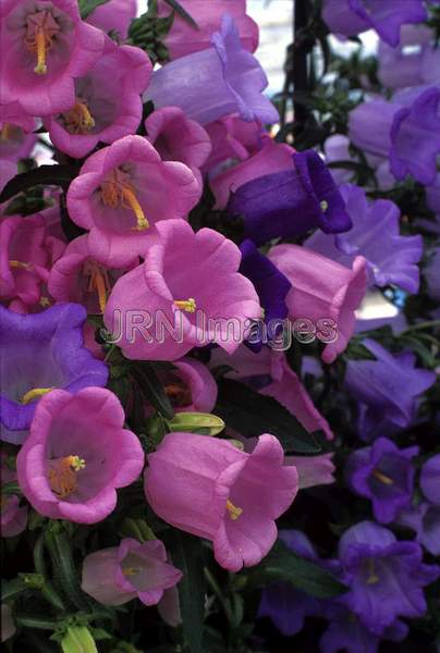 Campanula medium