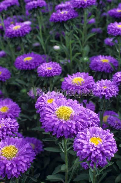 Callistephus chinensis 'Matsumoto Lavendar'