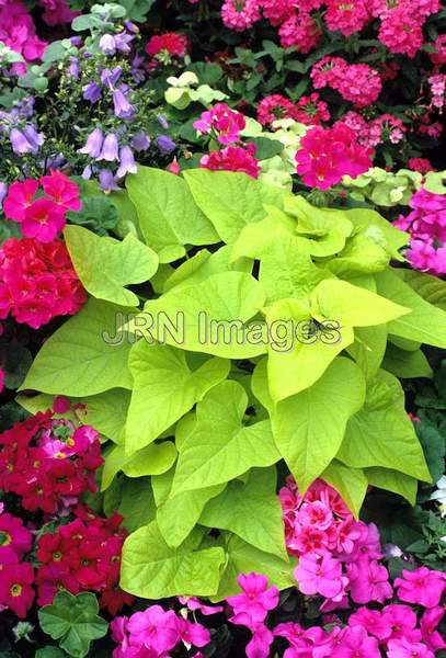 Ipomoea batatus 'Limelight'