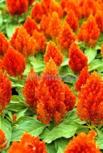 Celosia plumosa 'Castle Orange'