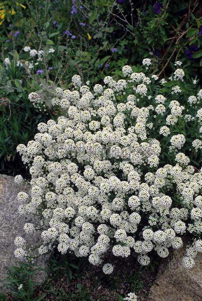 Lobelia maritima 'Snow Carpet'