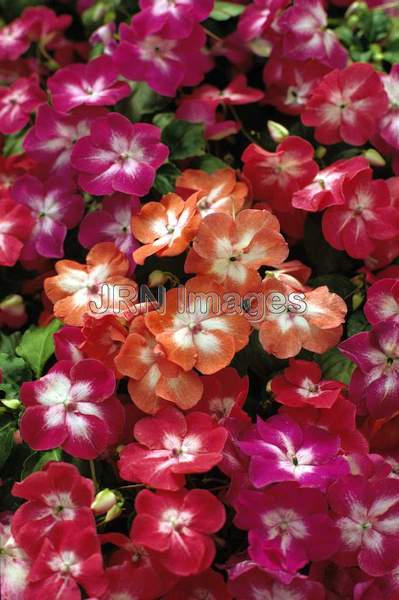 Impatiens wallerana 'Show Stopper'