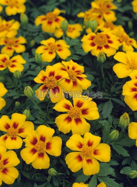 Tagetes patula 'Disco Marietta'