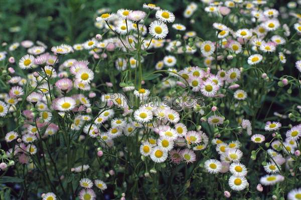 Erigeron annuus