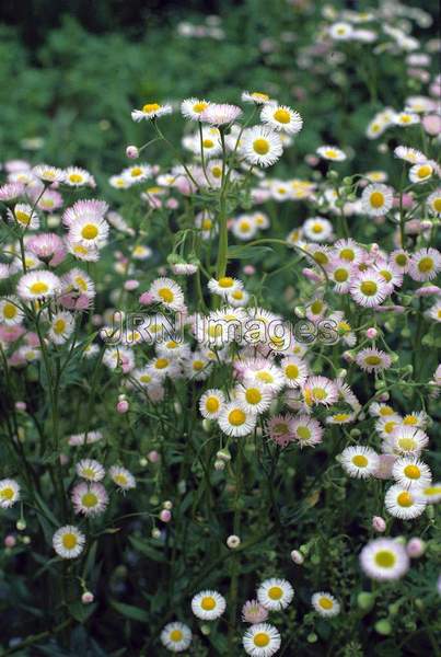 Erigeron annuus