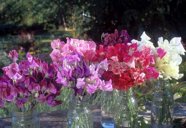 Lathyrus odoratus