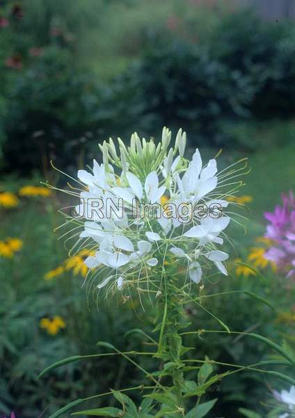 Cleome hasslerana 'Helen Campbell'