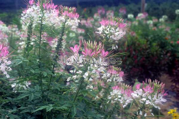 Cleome hasslerana