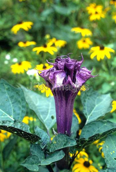 Datura metel 'Double Purple'