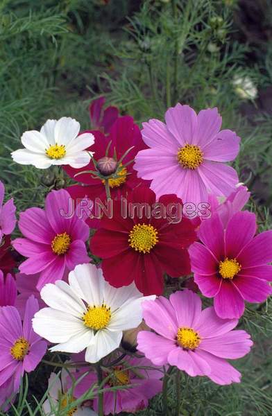 Cosmos bipinnatus 'Radiance'