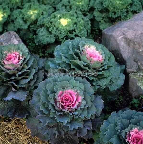 Brassica oleracea