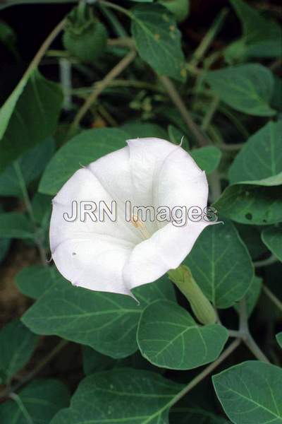 Datura Metel