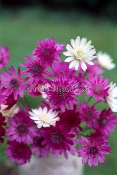 Rhodanthe chlorocephala